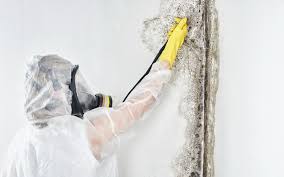 Best Biohazard Mold Removal  in Farragut, TN